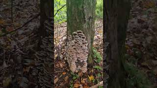 Turkey tail mushroom Trametes versicolor [upl. by Anoel]