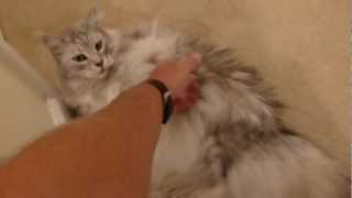 Maine Coon Cat Talking [upl. by Iver]