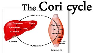 The Cori cycle [upl. by Lochner903]