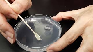 Action of amylase on starch agar [upl. by Annekam]