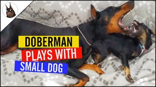 How a Doberman plays with a small dog [upl. by Burnside]