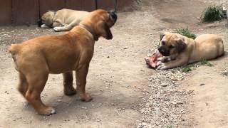 Boerboel puppy needs bone [upl. by Ahsekyt]