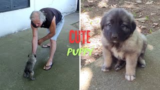 You NEED to See This INSANELY Cute Puppy Lora Steals the Show [upl. by Aihsi]