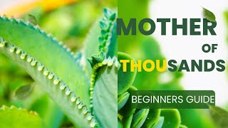 Beginners guide to grow Mothers of thousands plant in apartment aligatorplant mexicanhatplant [upl. by Bayly]