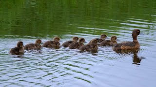 Tufted Duck Mother with 8 Ducklings [upl. by Conchita]