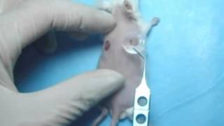 Creation of murine excisional wound splinting model and transplantation of stem cells [upl. by Gratianna660]