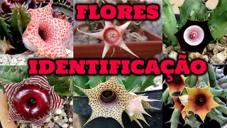 40 ESPÉCIES DE HUERNIA COM FLORES PARA IDENTIFICAÇÃO [upl. by Hacker299]