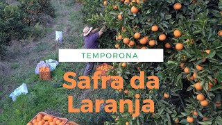 LARANJA PERA RIO TEMPORONA SAFRA 2020 SP [upl. by Donnelly]