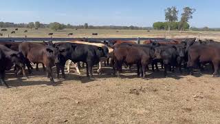 HOMEWARD PROPERTIES STEERS 62 AV 340KG [upl. by Damiano]