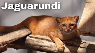 Jaguarundi The Shadow Cat Interesting and Amazing Facts Animals Life [upl. by Julide991]