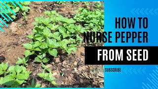 How To Nurse Pepper From Seed  Complete Guide [upl. by Northway]