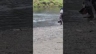 I really caught a huge salmonI ❤️ salmon fishing Vedder river Canada 🇨🇦 10 [upl. by Ahsihat157]