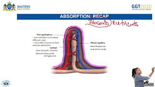 Animal Nutrition  Assimilation amp Egestion Homeostatic Control of Blood Glucose [upl. by Devaj604]