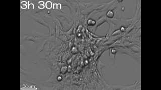 23C2C12 adhesion [upl. by Kuhlman]