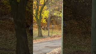 Whitetailed Deer along the street [upl. by Eiboh476]