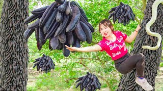 Harvesting Black Locust Tree Forest Leeches In The Deep Forest Goes to the market sell [upl. by Beore170]