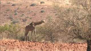 Etendeka Mountain Camp  Damaraland Namibia [upl. by Selwin]