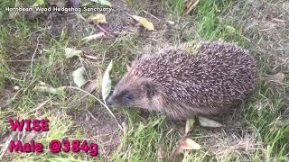 Emaciated amp Ticks Hedgehog Rescue Luton Vets4Pets  Hornbeam Wood Hedgehog Sanctuary [upl. by Friedberg94]