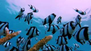 Humbug Damselfish Tricked With GoPro [upl. by Alicsirp]