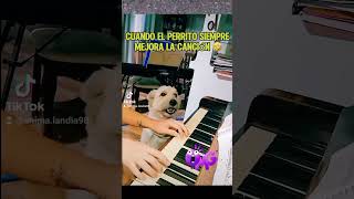 Perrito cantante animalandia respetoanimal soykorsy shortsfeed amoranimal perros viral [upl. by Saidee]