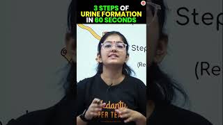 3 Steps of Urine Formation in 60 Seconds  Life Processes Class 10  CBSE Board Exam 2024 Biology [upl. by Freddie852]