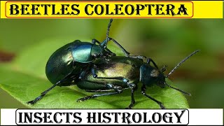 Beetles Coleoptera  insects histrology [upl. by Arrekahs]