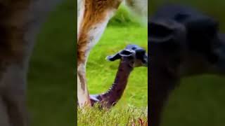 witness the Miracle of Guanaco 🦙 Giving Birth 🥺🦙 [upl. by Branscum]