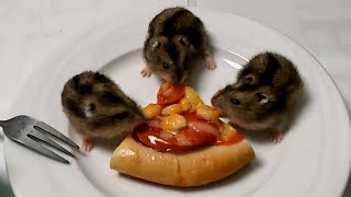 Hamsters Eating Pizza  12 Day Old Hamsters [upl. by Suoicerp]