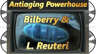 Bilberry extract added to l reuteri yogurt an antiaging match made in heaven [upl. by Antipus]