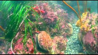 Abalone diving by Dan Silveiradv [upl. by Stesha777]