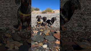 Perdidos en el Mar 🐶🛟🏴‍☠️ [upl. by Auhsoj]