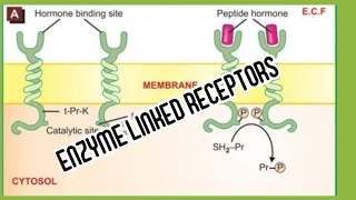 Transmembrane enzyme linked receptors [upl. by Gnouhc]