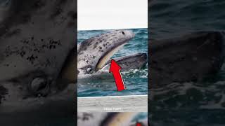 How Does Baleen Whale work  Elite Fact  shorts [upl. by Noterb]