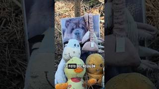 Un cementerio de mascotas en mitad de un bosque🕊️🐶🐱 cementerio sad [upl. by Eipper]