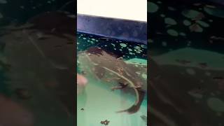 Pellets Feeding ❤️🫶 redtailcatfish alligatorgar asianarowana monsterfish shprts [upl. by Pulchi]