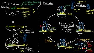 BIOCHEM 32  Translation Steps [upl. by Adnoloy288]