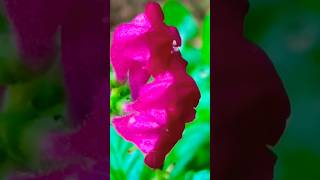 4diffrent colour of tumbetumbapooflowergarden flower gardenideas shortsvideo nature [upl. by Vasta]