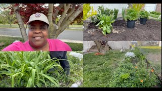 Transplanting Tiger Lilies amp Adding Cottage Plants  No Dig [upl. by Hairu]