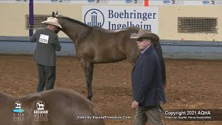 2021 AQHA Yearling Geldings [upl. by Akiam]