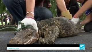 Thailand Bangkok park overrun by giant lizards [upl. by Bora]