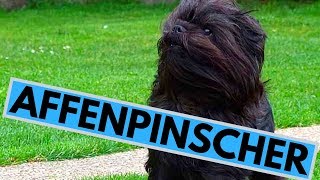 Affenpinscher Dog Breed  Facts And Information [upl. by Oribel]