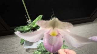 Paphiopedilum Delenatii Pink and alba form [upl. by Hareema]