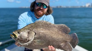 How To Catch Tripletail amp Cobia On Crab Trap Buoys NEW PB TRIPLETAIL [upl. by Cerys]