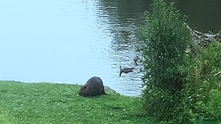 Beaver Having a Bite 🦫🥗 [upl. by Ellerad]