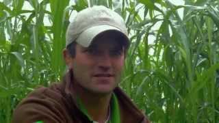 Amazing Cover Crop Field of Millborns Premium Grazing Mix  Part 1 [upl. by Tol]