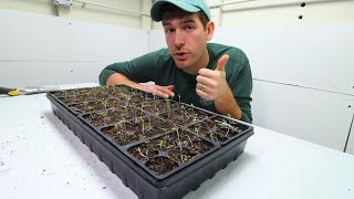 SIX Reasons Your Seedlings Are Leggy  Solutions [upl. by Graybill]