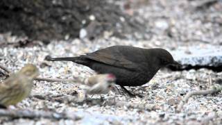 Winter birds at feeding station in Sweden [upl. by Ikciv72]