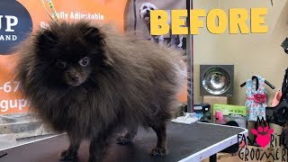 How to groom a Pomeranian Cutest dog ever [upl. by Tomkin]