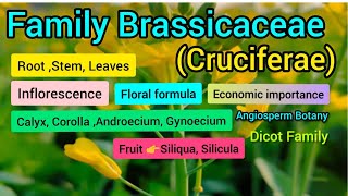 Family Brassicaceae Cruciferae  Plant Taxonomy [upl. by Aitnecserc]