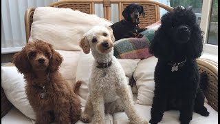 Our Miniature Poodle video clip reel  Featuring Felix Mabel and Blossom [upl. by Ceevah]